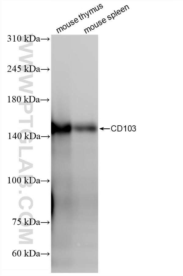 WB analysis using 87417-1-RR Western Blot (WB) analysis of various lysates using ITAE Recombinant monoclonal antibody (87417-1-RR)