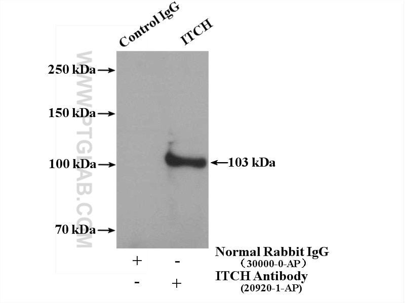 Immunoprecipitation (IP) experiment of HEK-293 cells using ITCH Polyclonal antibody (20920-1-AP)