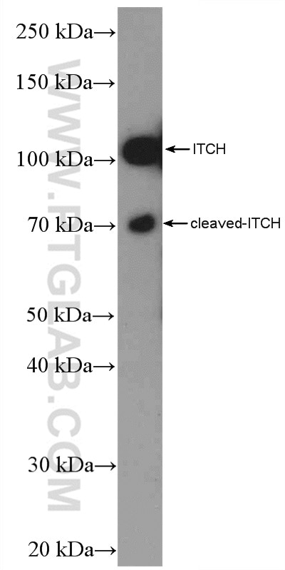 Western Blot (WB) analysis of K-562 cells using ITCH Polyclonal antibody (20920-1-AP)