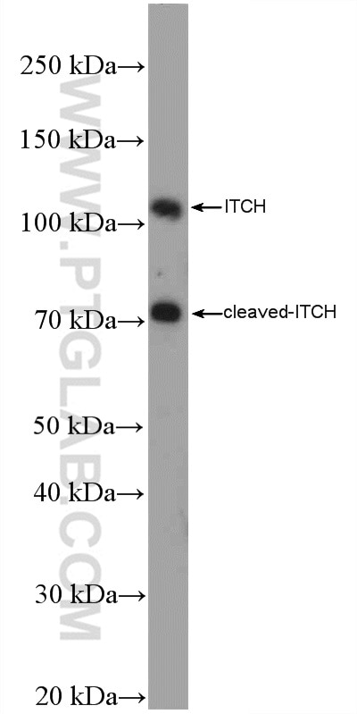 Western Blot (WB) analysis of U-251 cells using ITCH Polyclonal antibody (20920-1-AP)