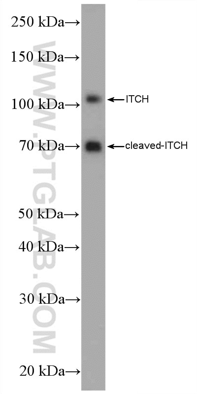 Western Blot (WB) analysis of NIH/3T3 cells using ITCH Polyclonal antibody (20920-1-AP)