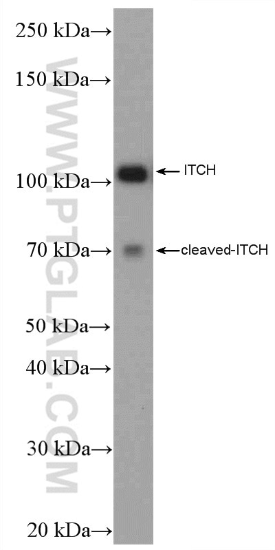 Western Blot (WB) analysis of HEK-293 cells using ITCH Polyclonal antibody (20920-1-AP)