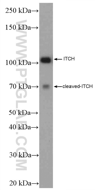 WB analysis of HEK-293 using 20920-1-AP