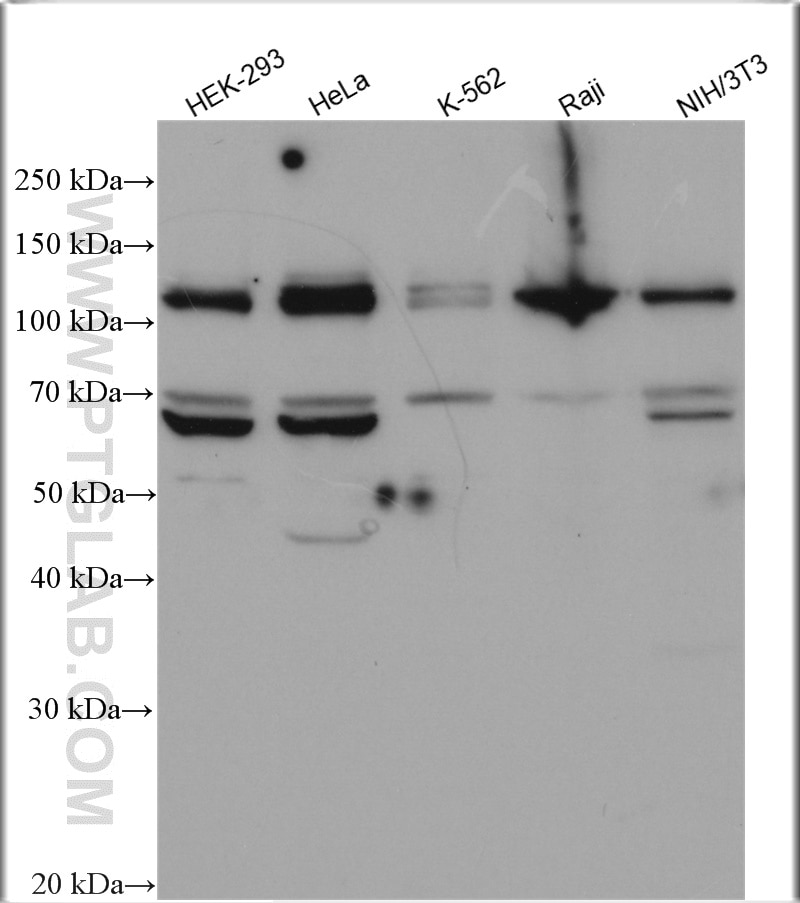 Western Blot (WB) analysis of various lysates using ITCH Polyclonal antibody (20920-1-AP)