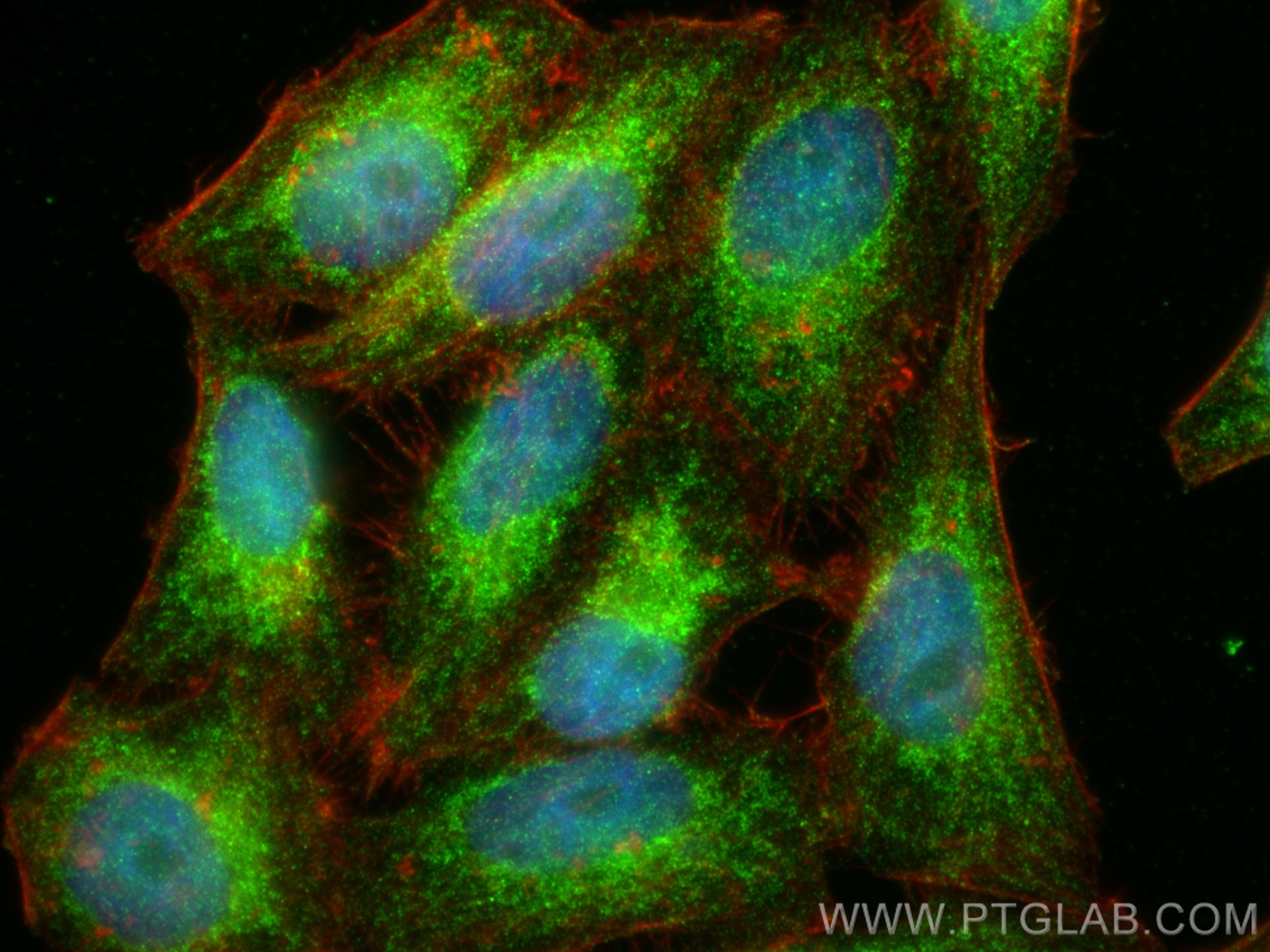 Immunofluorescence (IF) / fluorescent staining of HepG2 cells using ITCH Monoclonal antibody (67757-1-Ig)