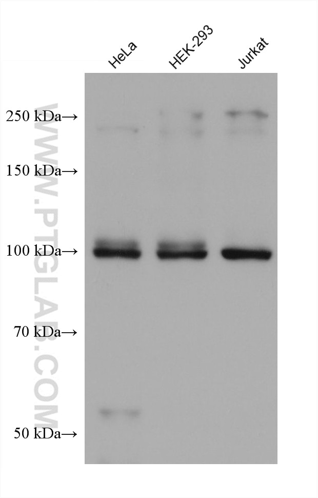 Western Blot (WB) analysis of various lysates using ITCH Monoclonal antibody (67757-1-Ig)
