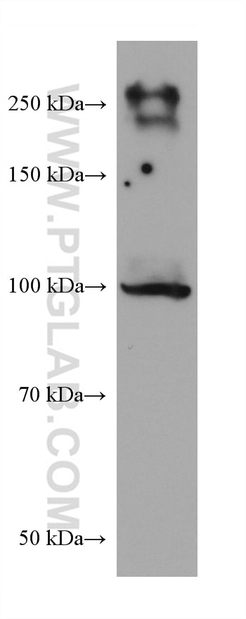 Western Blot (WB) analysis of K-562 cells using ITCH Monoclonal antibody (67757-1-Ig)