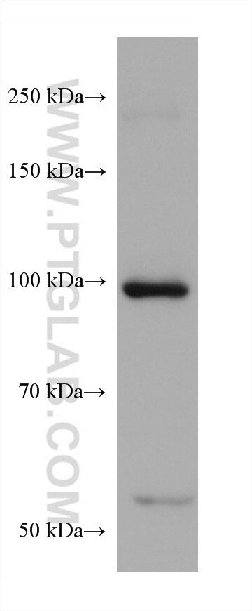 Western Blot (WB) analysis of HSC-T6 cells using ITCH Monoclonal antibody (67757-1-Ig)
