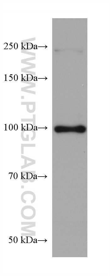 Western Blot (WB) analysis of NIH/3T3 cells using ITCH Monoclonal antibody (67757-1-Ig)