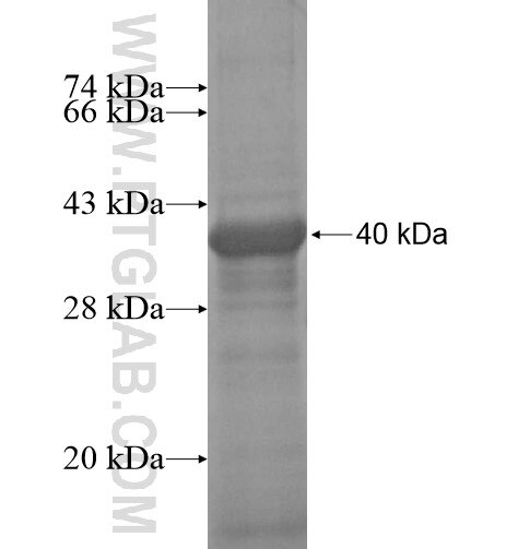 ITCH fusion protein Ag14688 SDS-PAGE