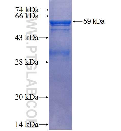 ITFG1 fusion protein Ag2331 SDS-PAGE
