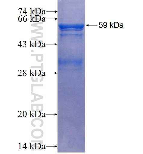 ITFG1 fusion protein Ag2331 SDS-PAGE
