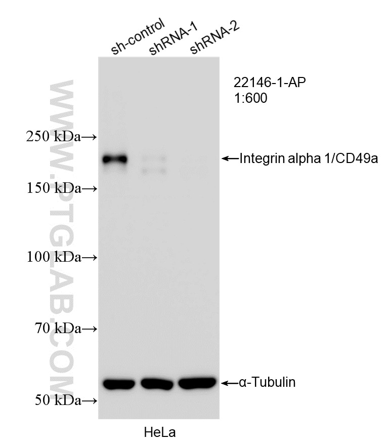 Western Blot (WB) analysis of HeLa cells using Integrin alpha 1/CD49a Polyclonal antibody (22146-1-AP)