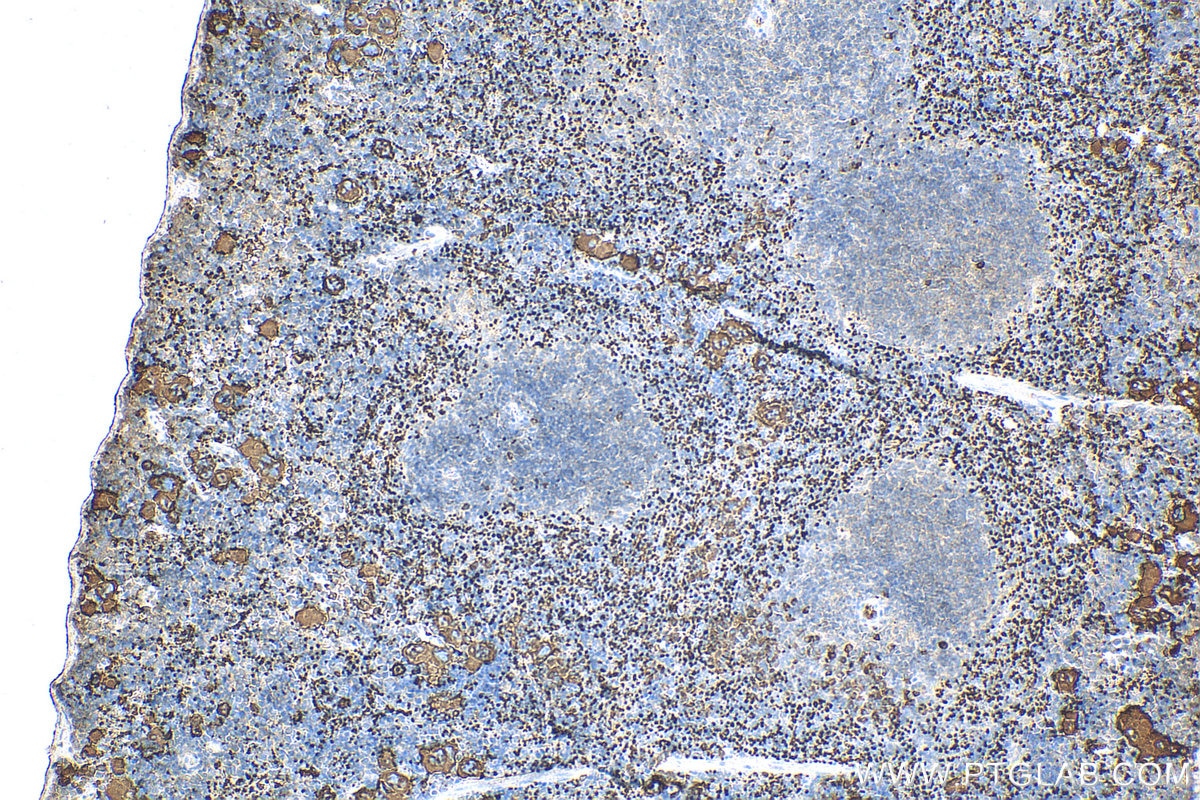 Immunohistochemistry (IHC) staining of mouse spleen tissue using CD41/Integrin Alpha 2B Polyclonal antibody (24552-1-AP)