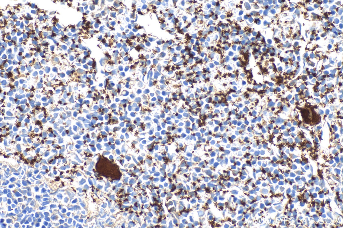 Immunohistochemistry (IHC) staining of mouse spleen tissue using CD41 Polyclonal antibody (24552-1-AP)