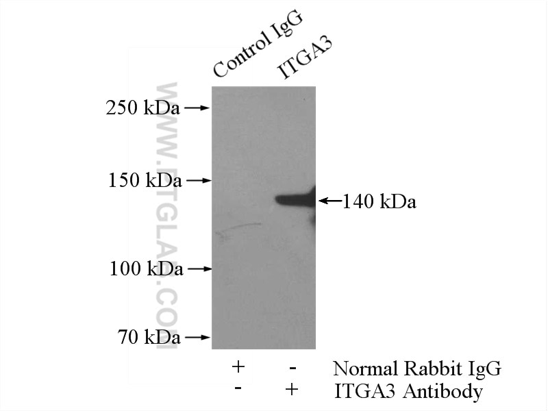 Immunoprecipitation (IP) experiment of PC-3 cells using Integrin Alpha 3 Polyclonal antibody (21992-1-AP)