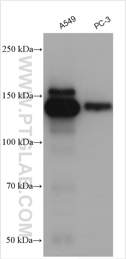 Western Blot (WB) analysis of various lysates using Integrin Alpha 3 Polyclonal antibody (21992-1-AP)
