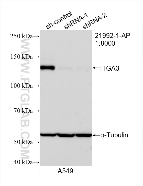 Western Blot (WB) analysis of A549 cells using Integrin Alpha 3 Polyclonal antibody (21992-1-AP)