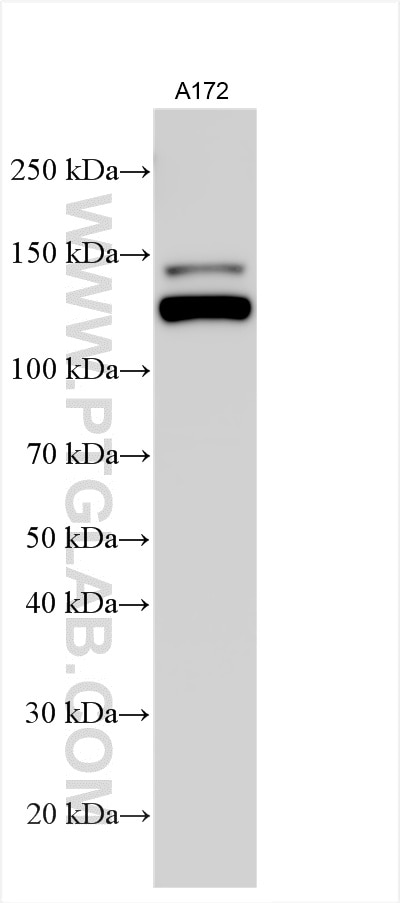 WB analysis using 21992-1-AP Western Blot (WB) analysis of various lysates using Integrin Alpha 3 Polyclonal antibody (21992-1-AP)