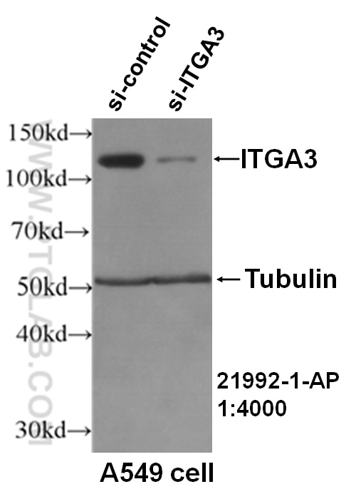 Integrin Alpha 3 Polyclonal antibody