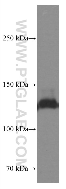 Western Blot (WB) analysis of HepG2 cells using Integrin Alpha 3 Monoclonal antibody (66070-1-Ig)