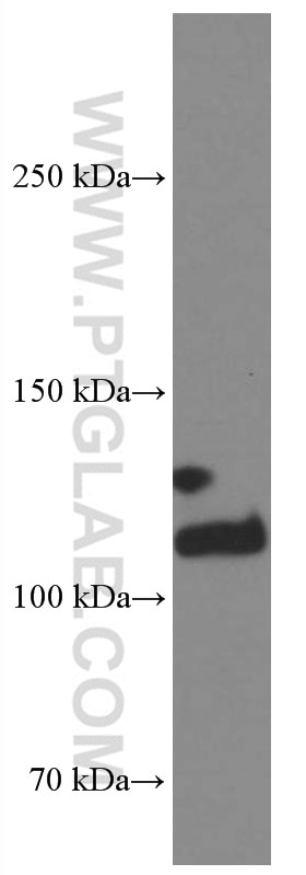 Western Blot (WB) analysis of mouse brain tissue using Integrin Alpha 3 Monoclonal antibody (66070-1-Ig)