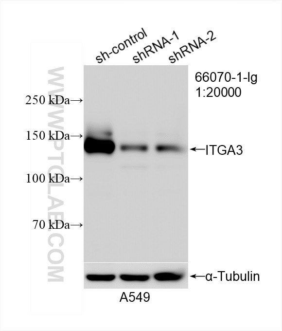 Western Blot (WB) analysis of A549 cells using Integrin Alpha 3 Monoclonal antibody (66070-1-Ig)