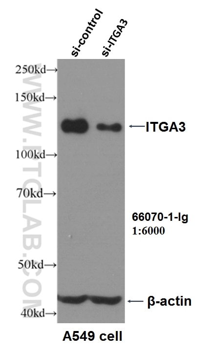 Western Blot (WB) analysis of A549 cells using Integrin Alpha 3 Monoclonal antibody (66070-1-Ig)
