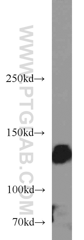 WB analysis of COS-7 using 10569-1-AP