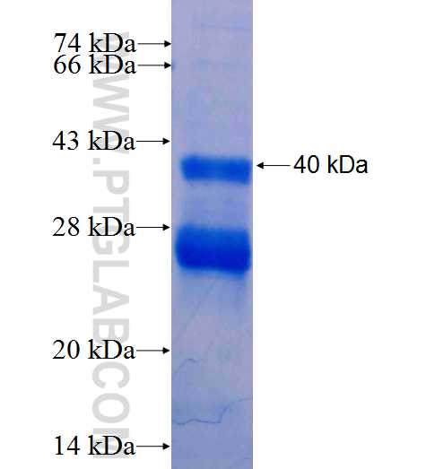 ITGA5 fusion protein Ag26098 SDS-PAGE