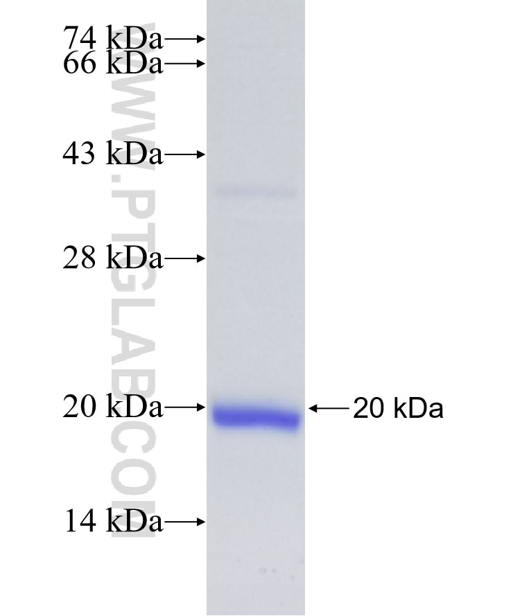 ITGA5 fusion protein Ag26112 SDS-PAGE