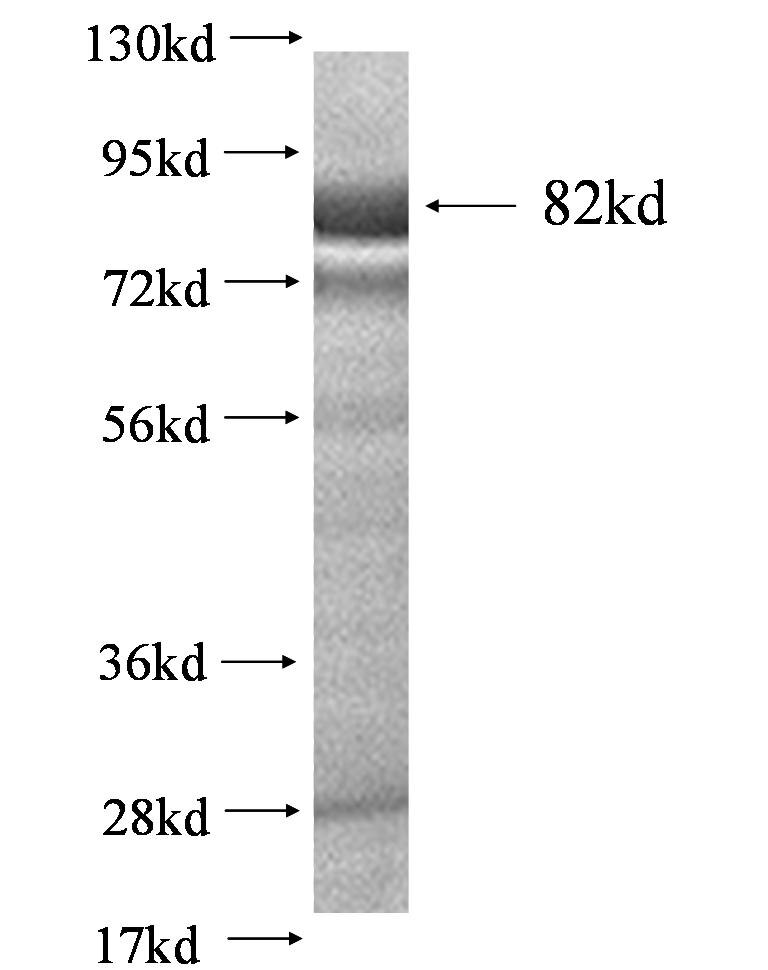 ITGA6 fusion protein Ag0527 SDS-PAGE