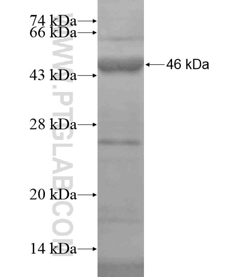 Integrin alpha-7 fusion protein Ag19777 SDS-PAGE