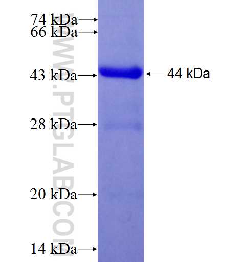 Integrin alpha-9 fusion protein Ag6126 SDS-PAGE