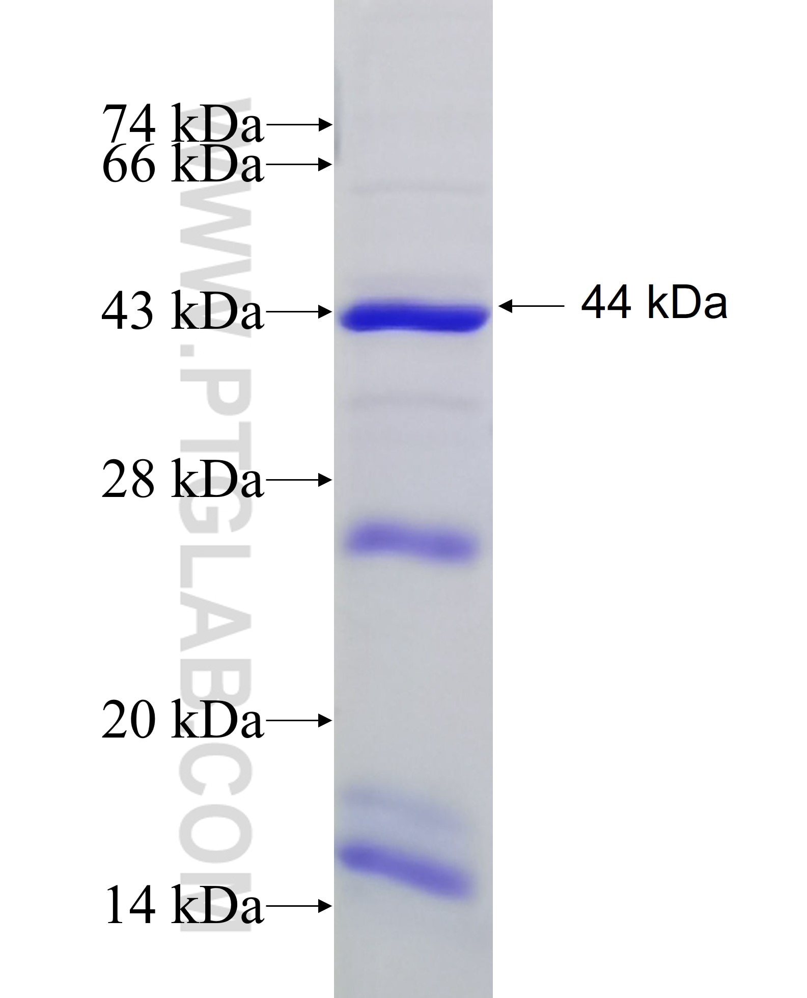 Integrin alpha-9 fusion protein Ag6126 SDS-PAGE