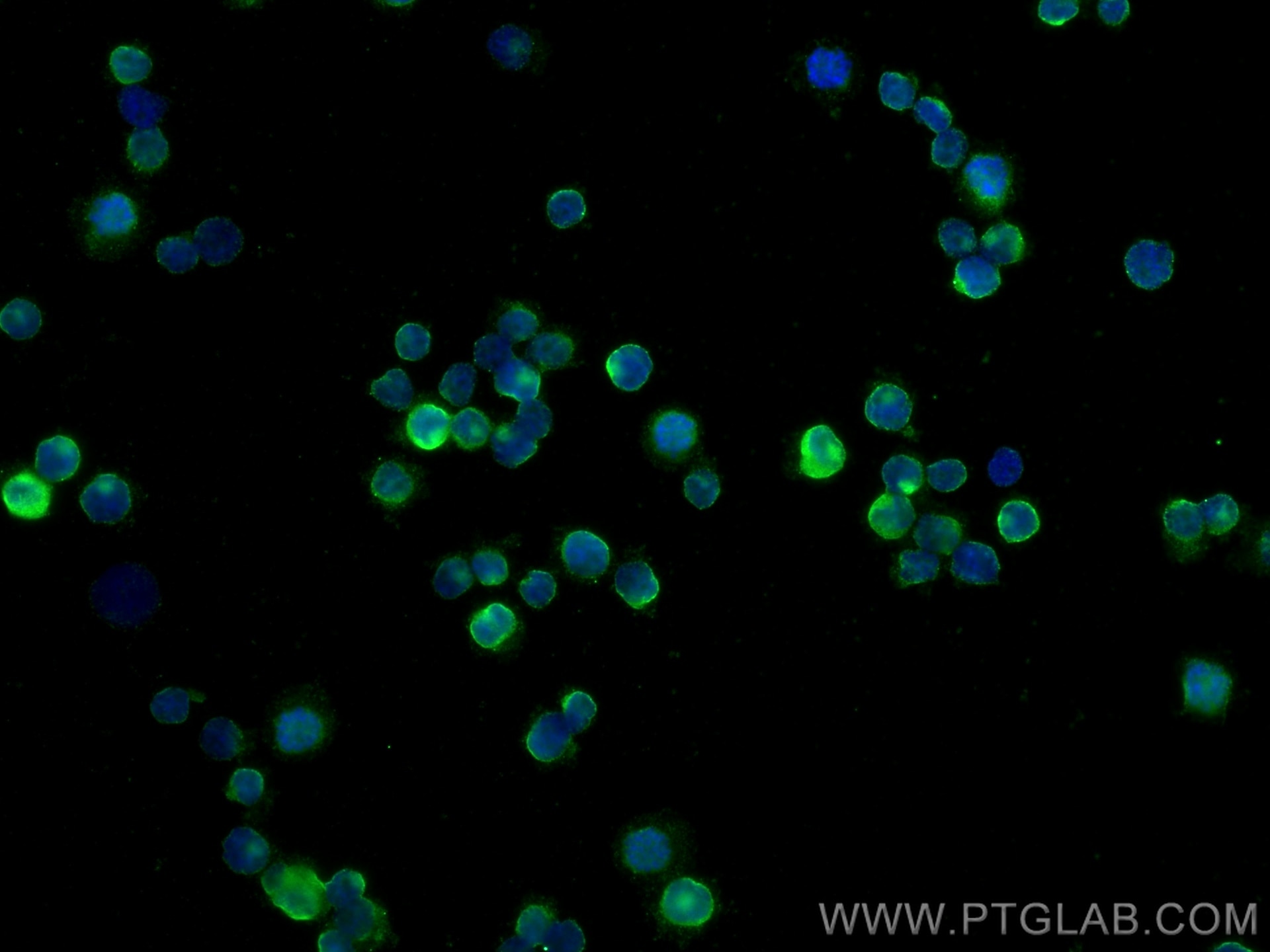 Immunofluorescence (IF) / fluorescent staining of THP-1 cells using CD11B/Integrin Alpha M Polyclonal antibody (21851-1-AP)