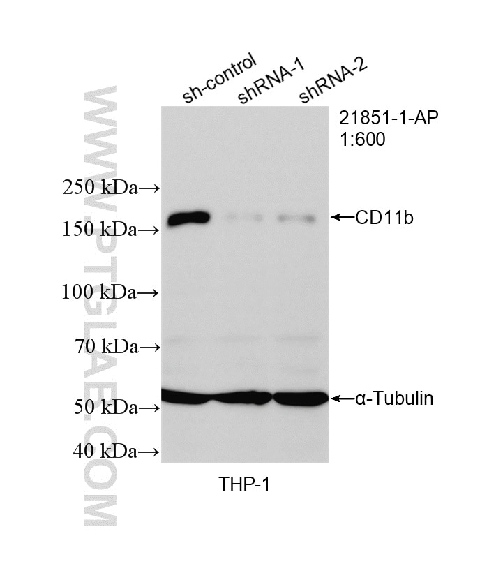 Western Blot (WB) analysis of THP-1 cells using CD11b Polyclonal antibody (21851-1-AP)