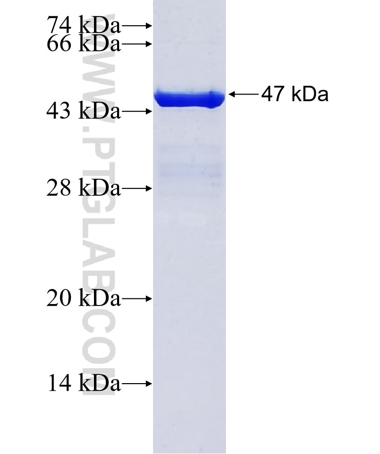 CD11B fusion protein Ag16327 SDS-PAGE