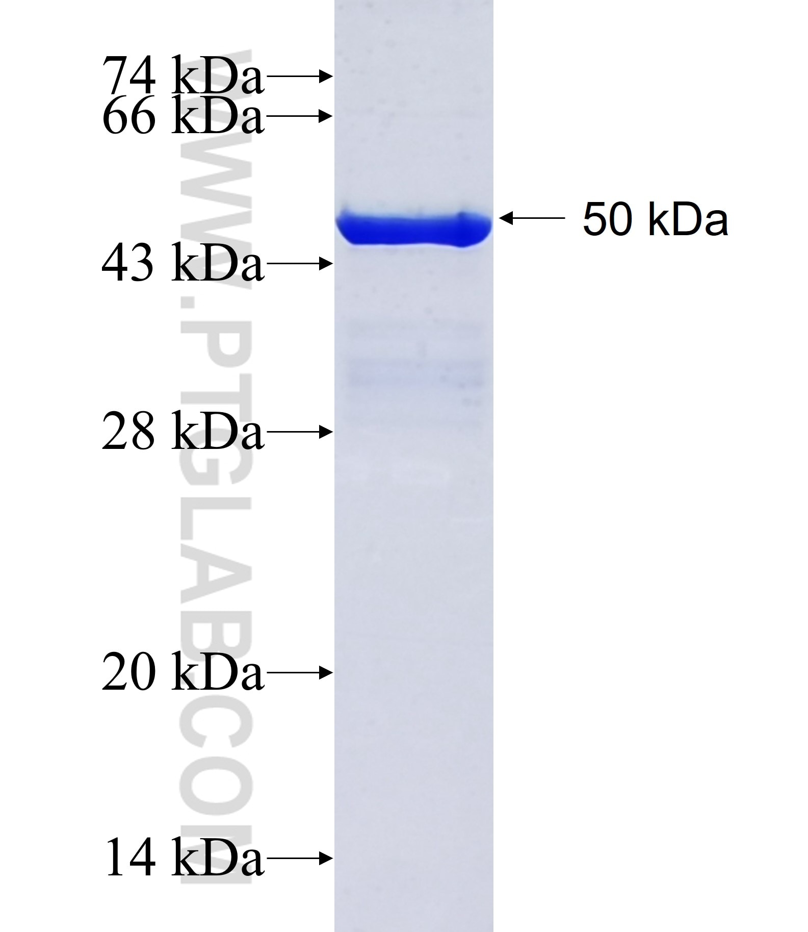 CD11B fusion protein Ag16327 SDS-PAGE