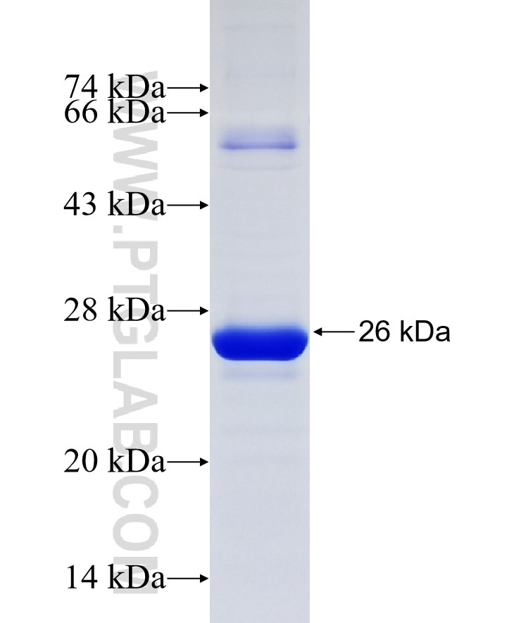 CD11B fusion protein Ag16714 SDS-PAGE