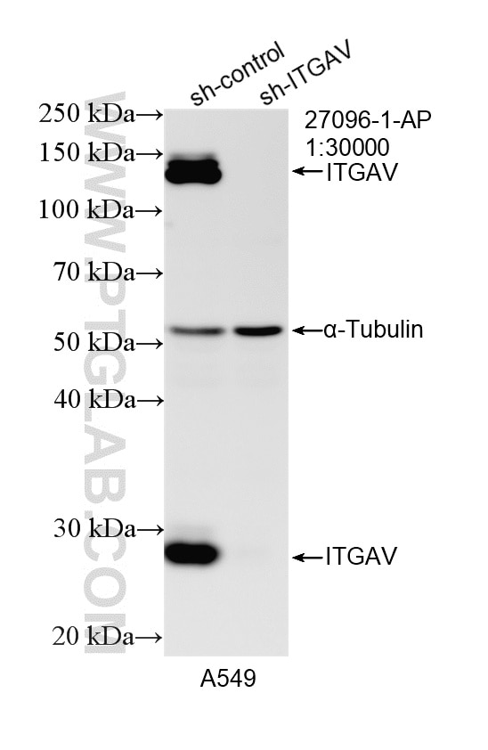 Western Blot (WB) analysis of A549 cells using Integrin Alpha V Polyclonal antibody (27096-1-AP)