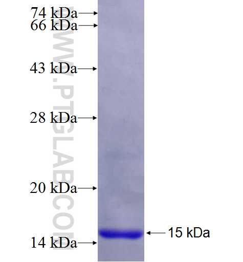 ITGAV fusion protein Ag24451 SDS-PAGE