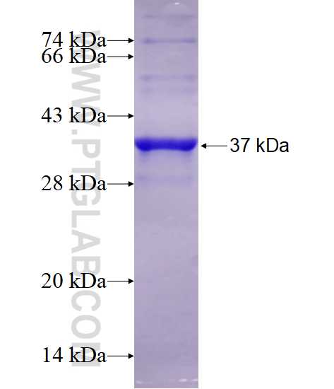 ITGAV fusion protein Ag25825 SDS-PAGE