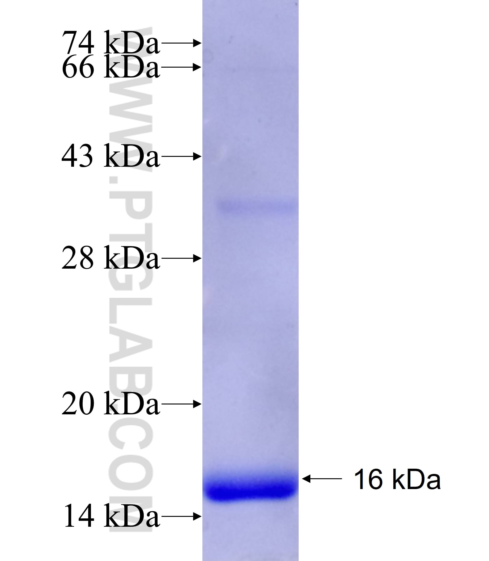 ITGAV fusion protein Ag25860 SDS-PAGE