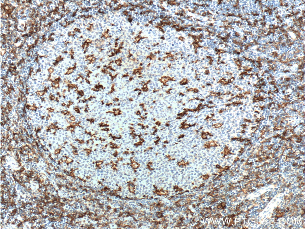 CD11c/Integrin Alpha X Monoclonal antibody