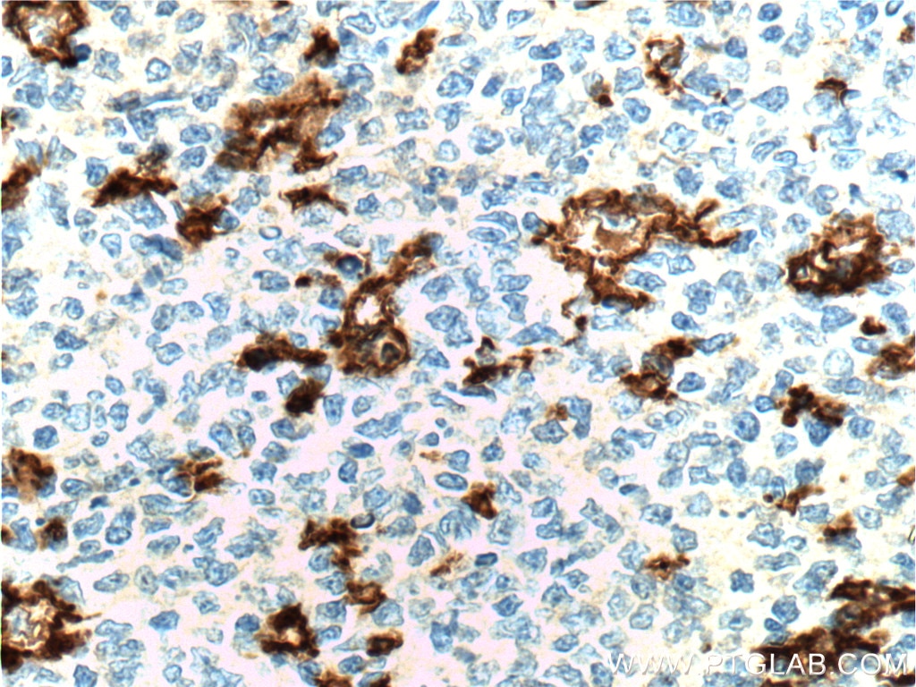 CD11c/Integrin Alpha X Monoclonal antibody