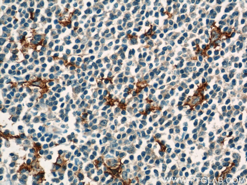 CD11c/Integrin Alpha X Monoclonal antibody