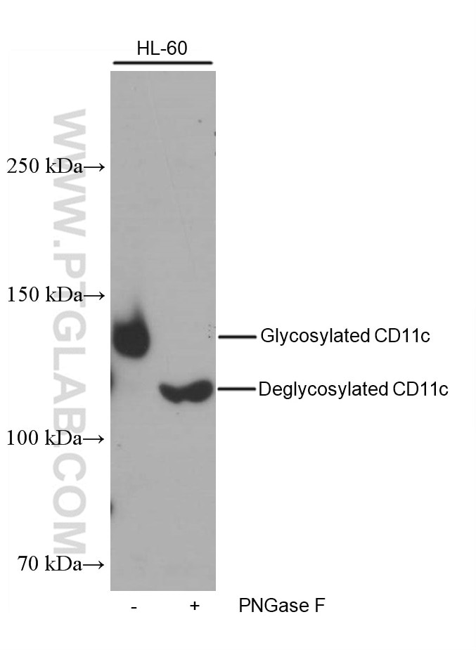 Western Blot (WB) analysis of HL-60 cells using CD11c/Integrin Alpha X Monoclonal antibody (60258-1-Ig)