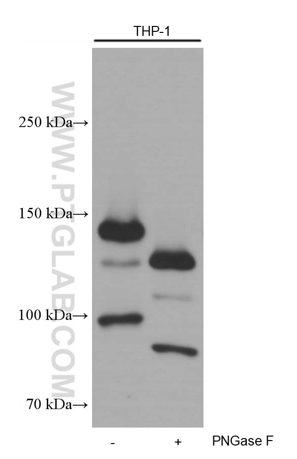 Western Blot (WB) analysis of THP-1 cells using CD11c/Integrin Alpha X Monoclonal antibody (60258-1-Ig)