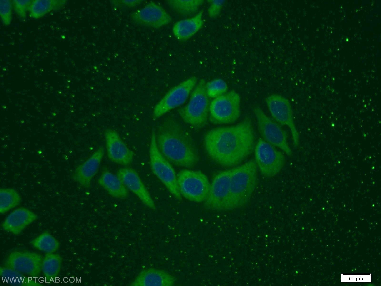 IF Staining of PC-3 using 12300-1-AP